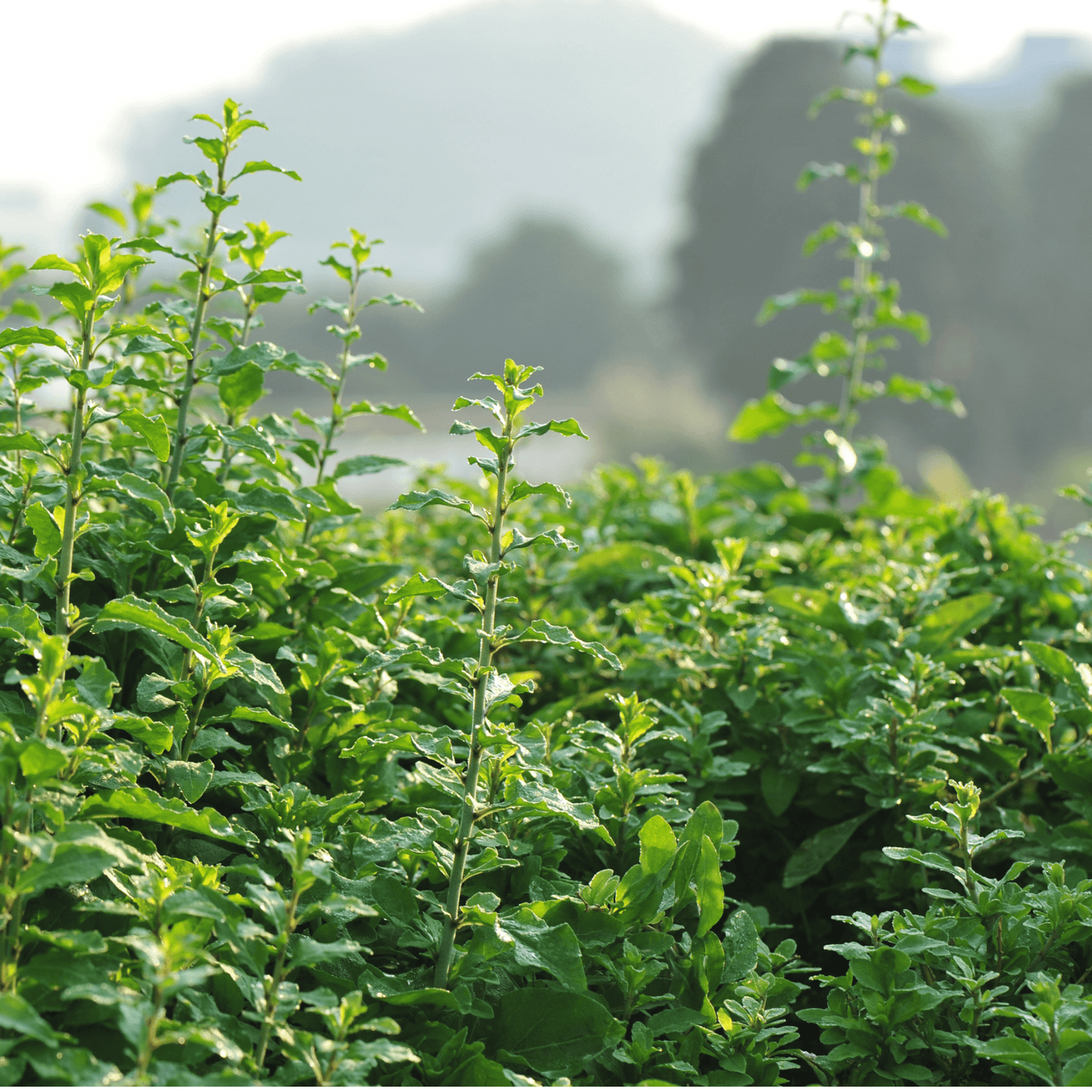 Goji Berry Tree Seeds | Chinese Wolfberry | (Lycium chinense)
