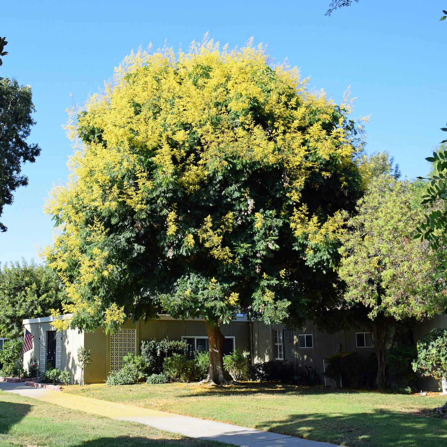 Golden Rain Tree Tree Seeds | Varnish Tree | (Koelreuteria paniculata)