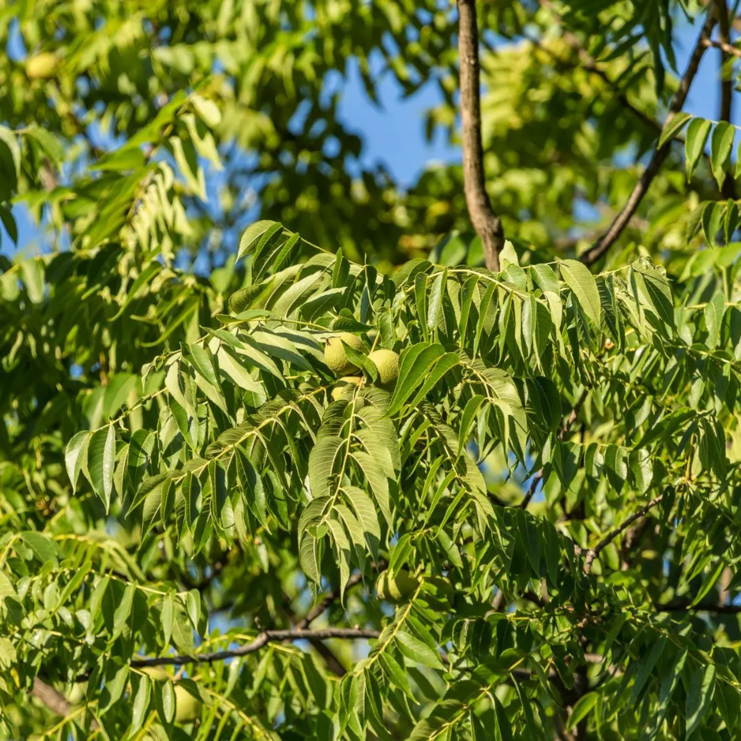 Green Ash Tree Seeds (Fraxinus pennsylvanica)
