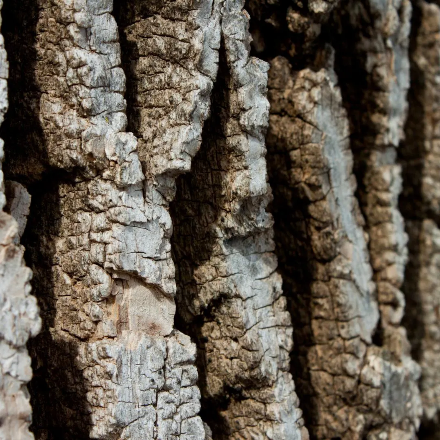 Green Ash Tree Seeds (Fraxinus pennsylvanica)