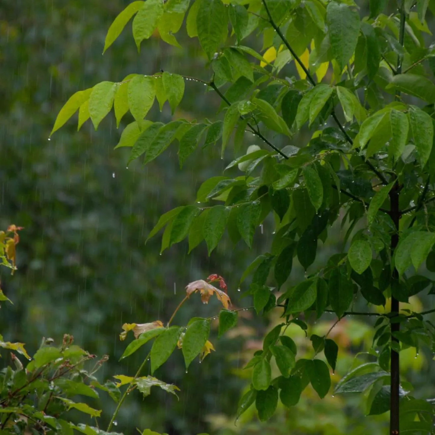 Green Ash Tree Seeds (Fraxinus pennsylvanica)