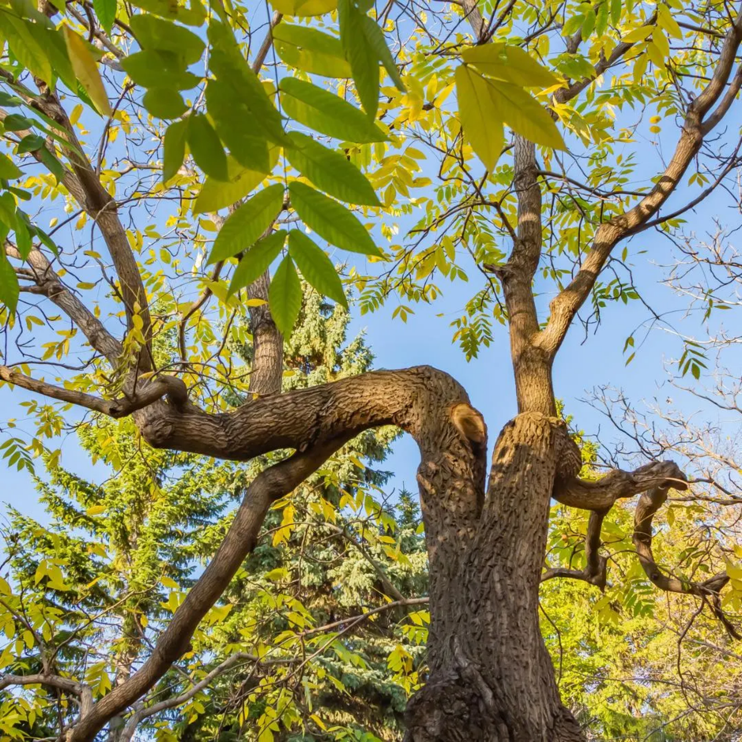 Green Ash Tree Seeds | Red Ash | (Fraxinus pennsylvanica)