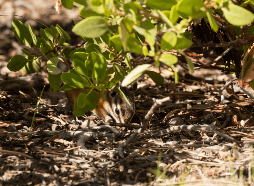 Young Greenleaf Manzanita plant growing in rocky soil
