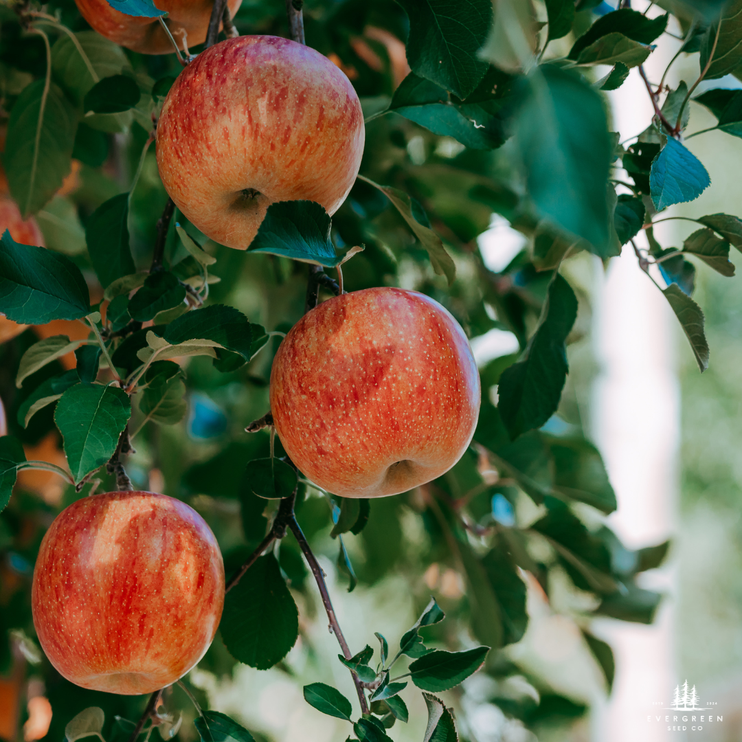 Honeycrisp Apple Tree Seeds-(Malus domestica)