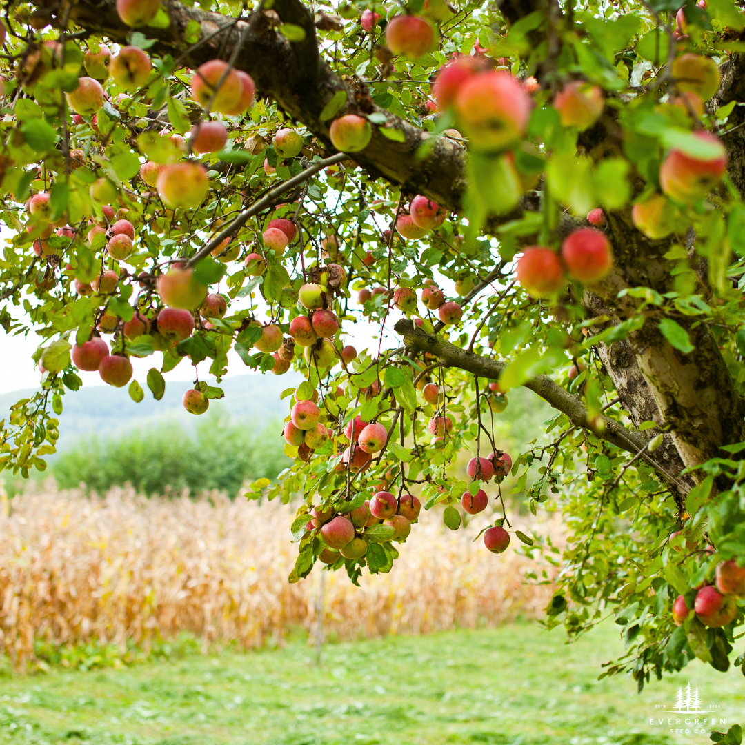 Honeycrisp Apple Tree Seeds-(Malus domestica)
