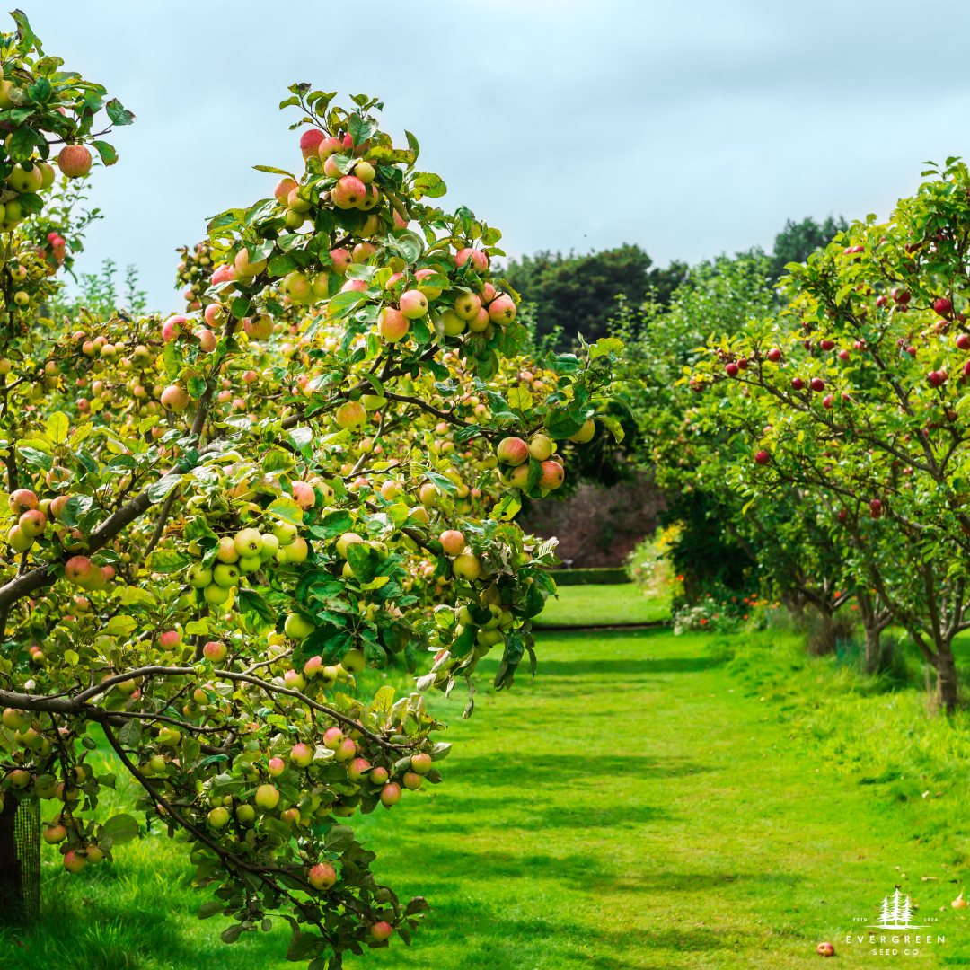 Honeycrisp Apple Tree Seeds-(Malus domestica)