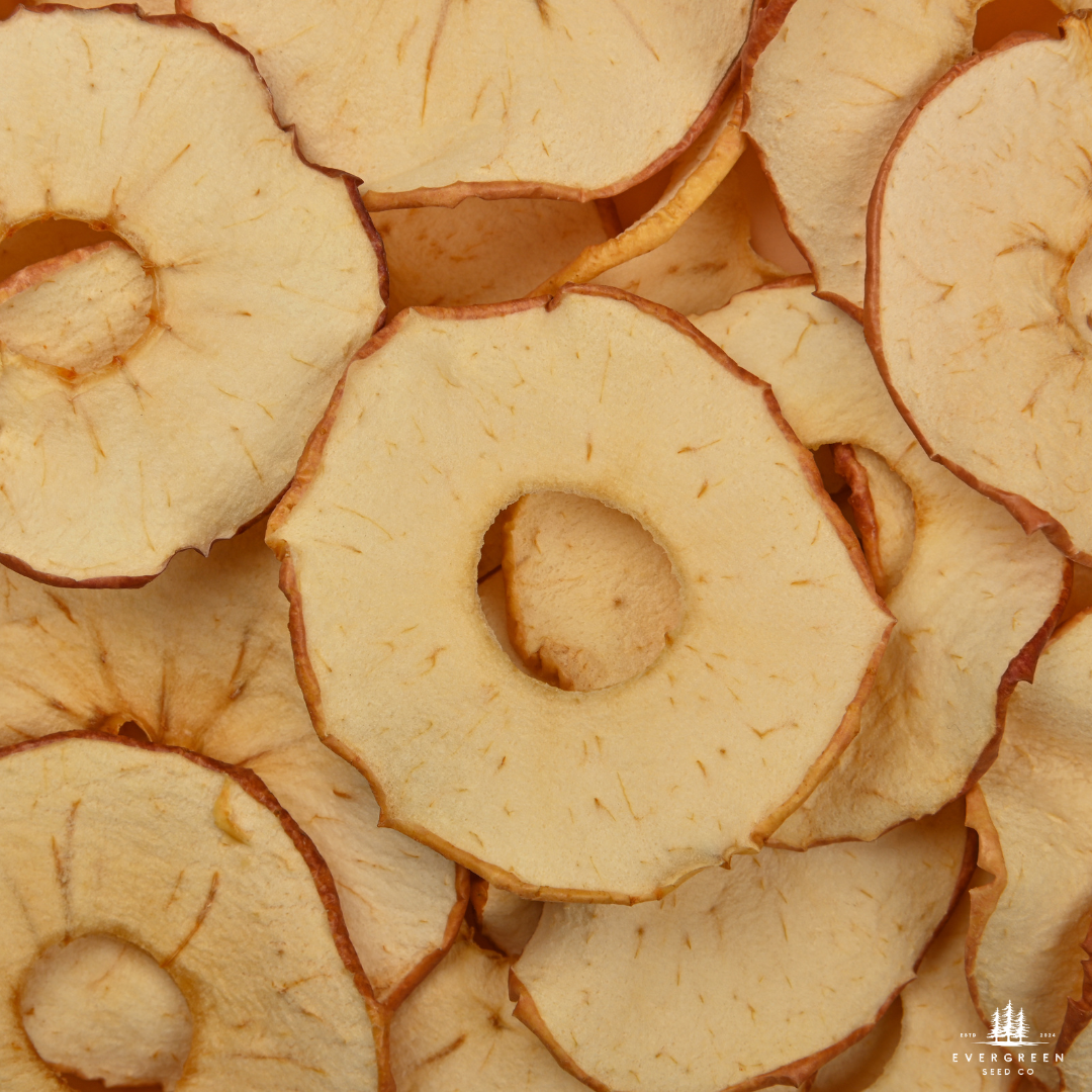 Honeycrisp Apple Tree Seeds-(Malus domestica)