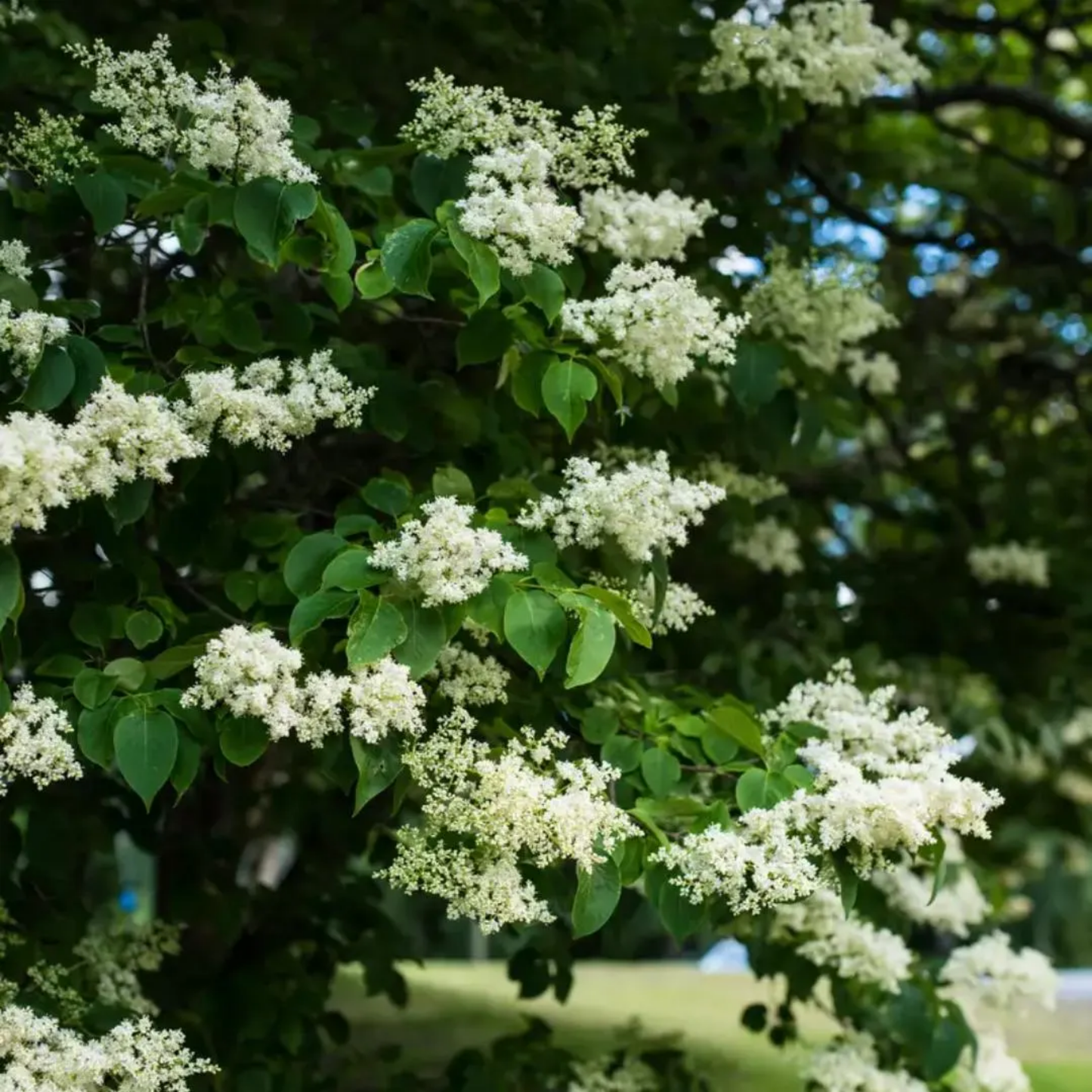 Japanese Lilac Tree Seeds (Syringa reticulata)
