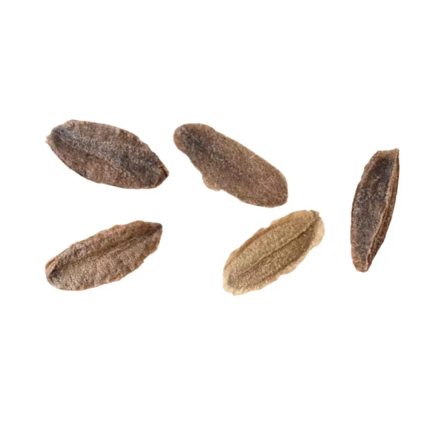 Japanese Lilac Tree Seeds (Syringa reticulata)