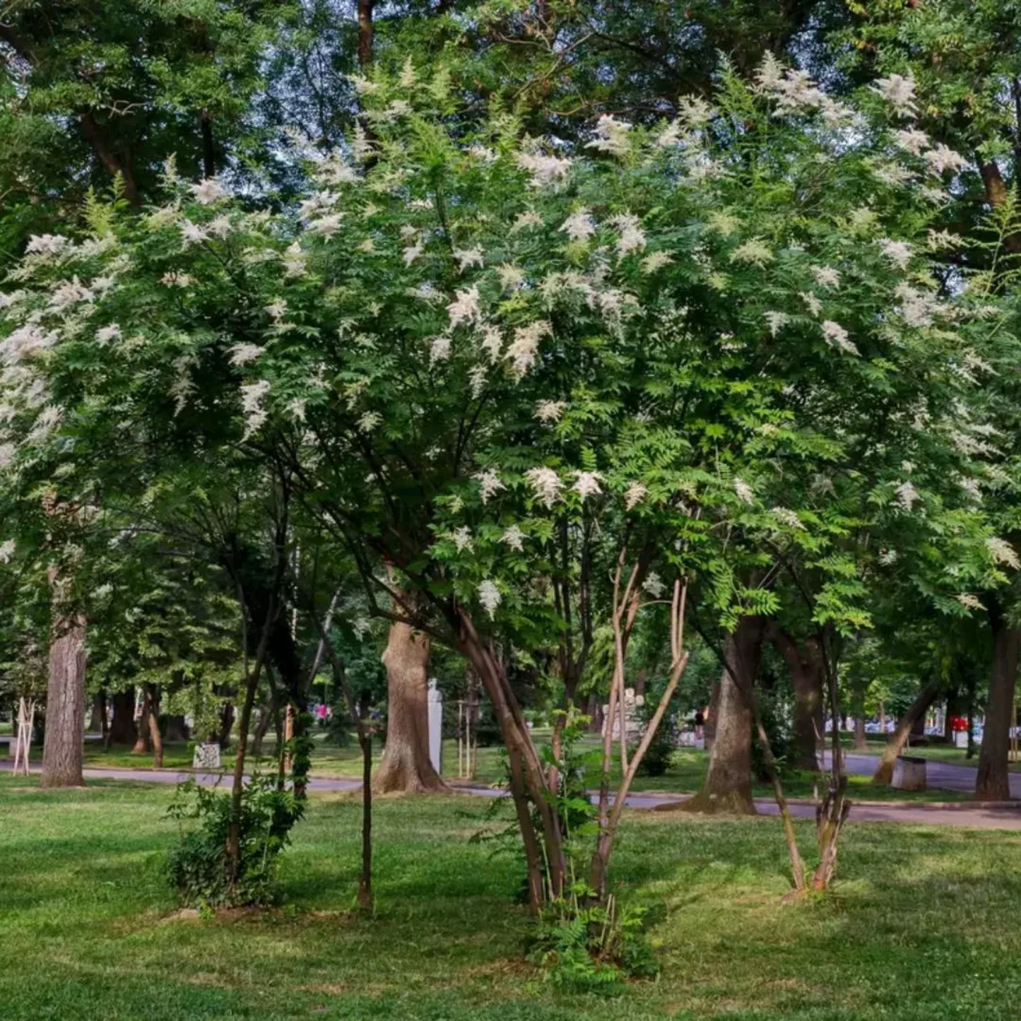 Japanese Lilac Tree Seeds (Syringa reticulata)