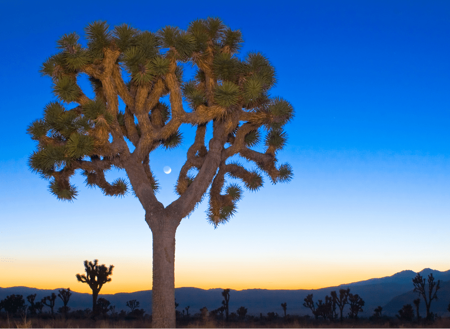 Mature Joshua Tree beneath a bright blue desert sky