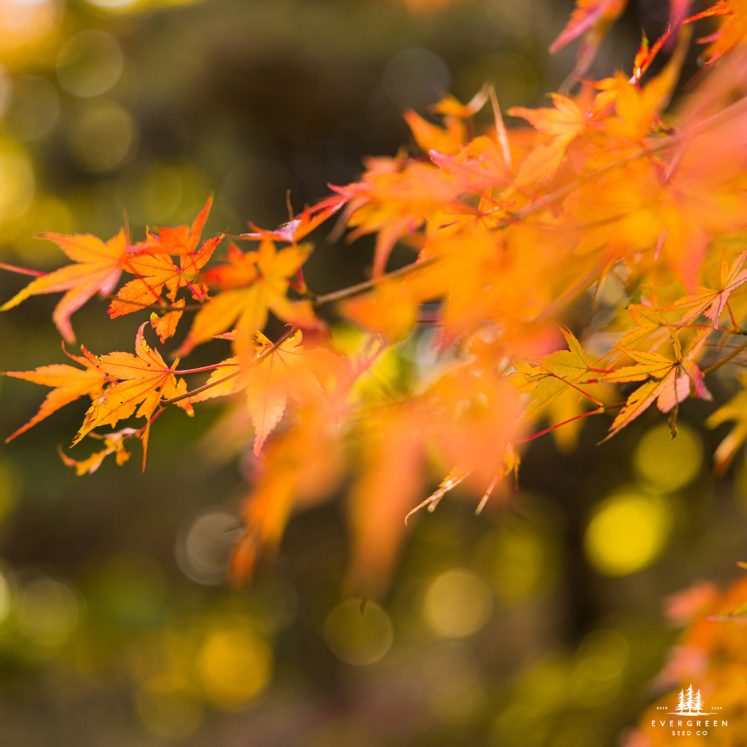 Japanese Maple Tree Seeds-(Acer palmatum)