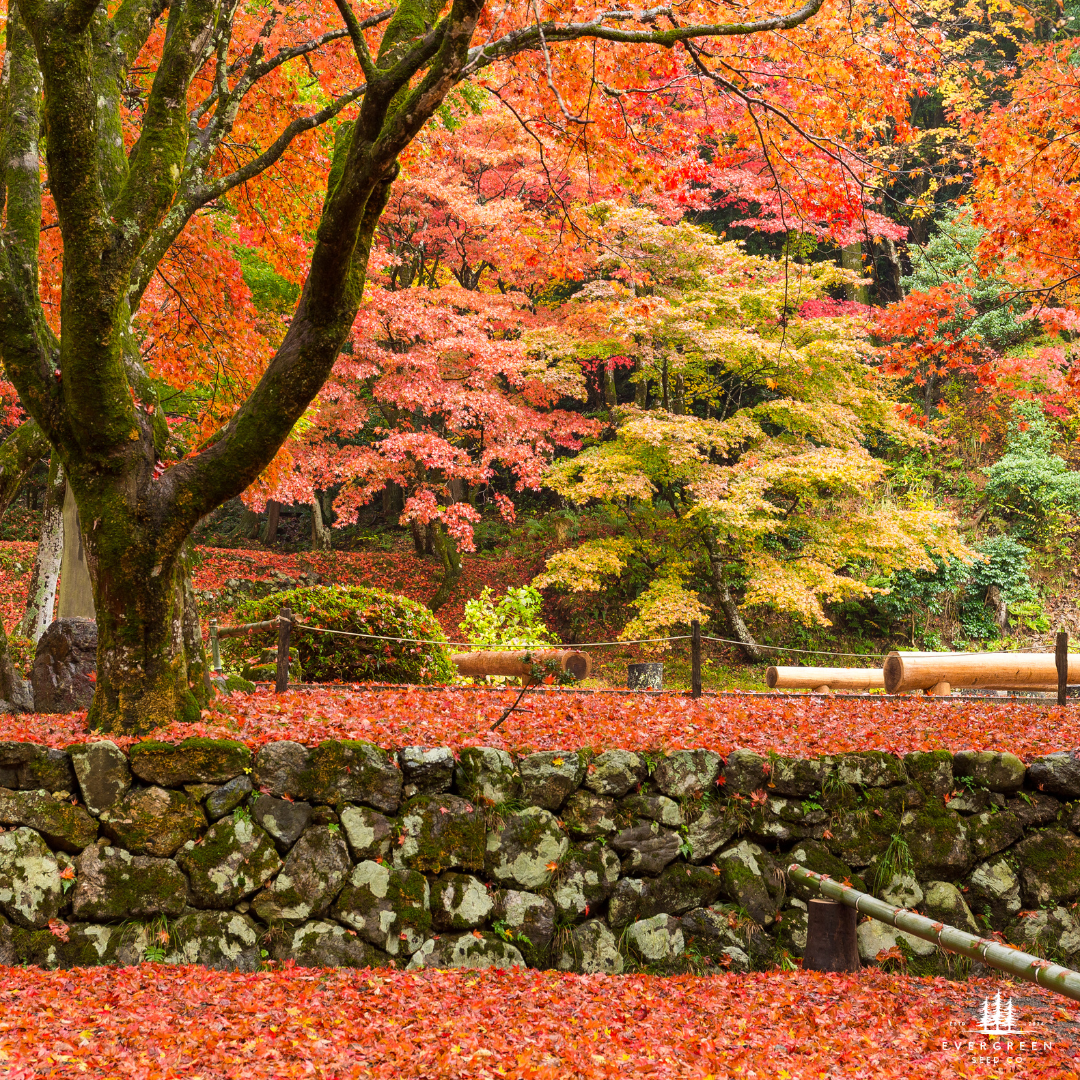 Japanese Maple Tree Seeds | (Acer palmatum)