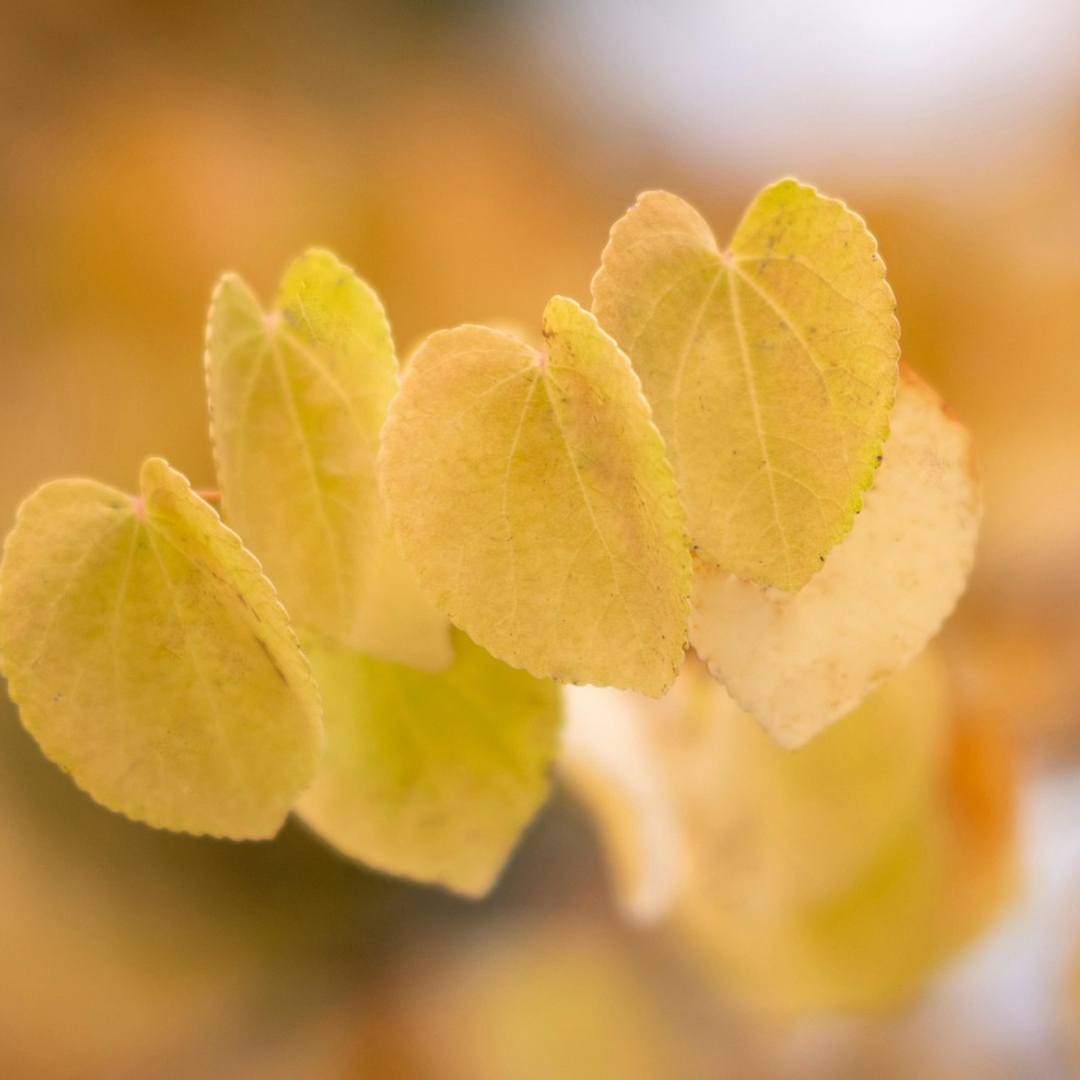 Katsura Tree Seeds-(Cercidiphyllum japonicum)