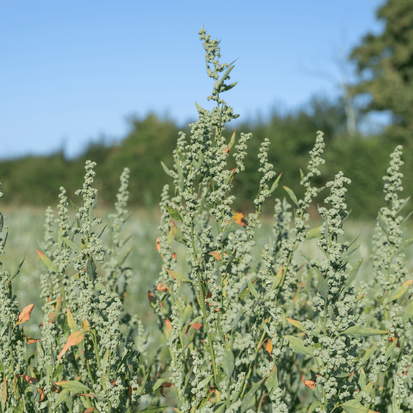 Lamb’s Quarters Seeds | Goosefoot | Wild Hen | (Chenopodium album)