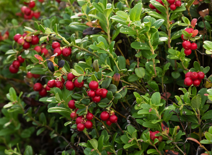 Dense cluster of ripe Lingonberries on the shrub