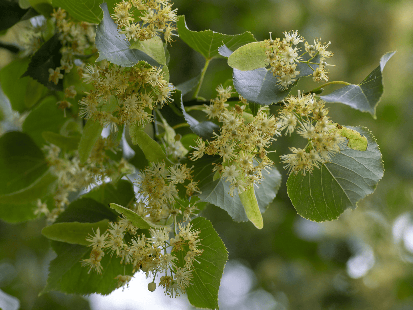 Littleleaf Linden Tree Seeds | Small-Leaved Lime | (Tilia cordata)