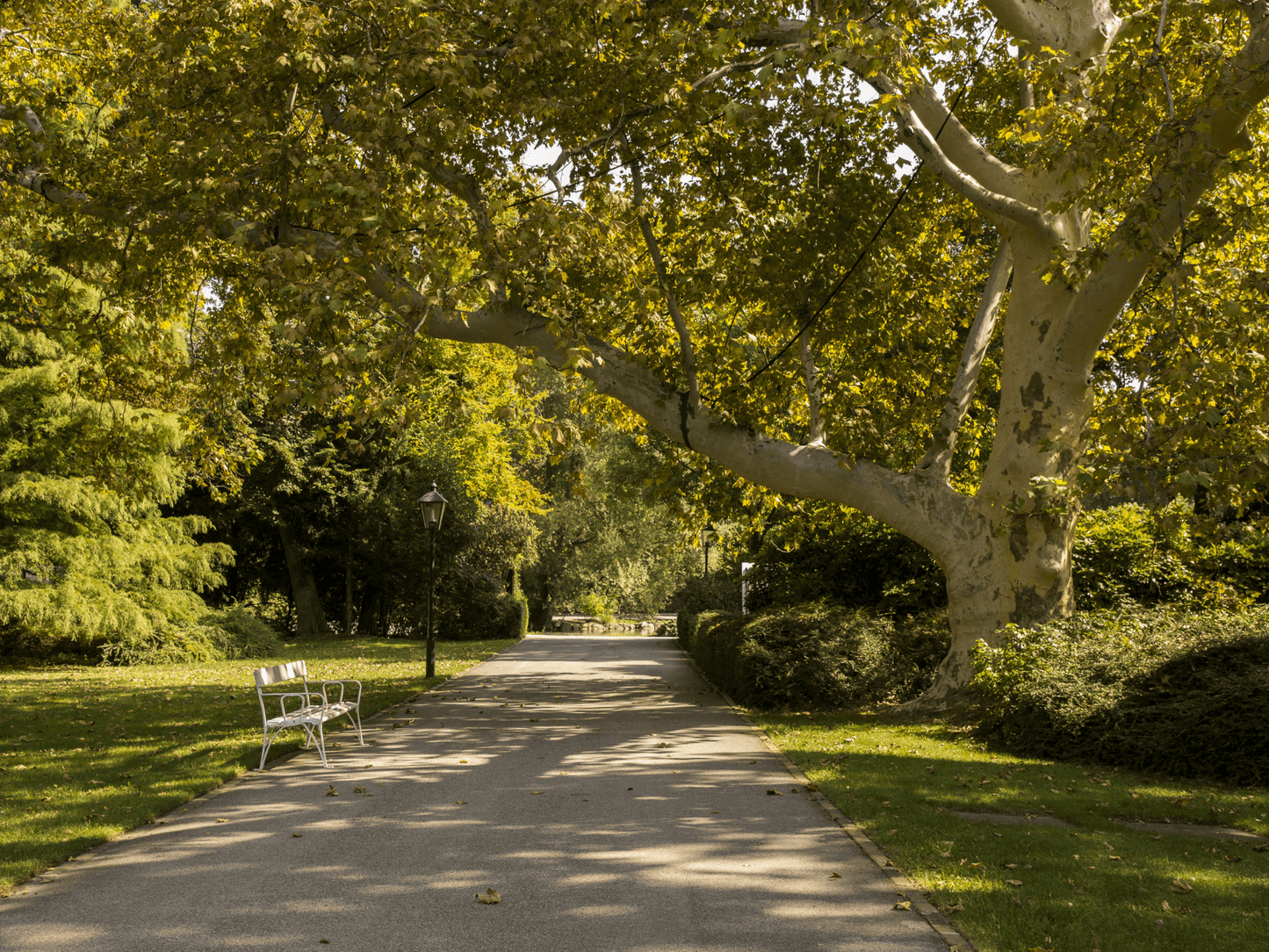 London Plane Tree Seeds | (Platanus × acerifolia)