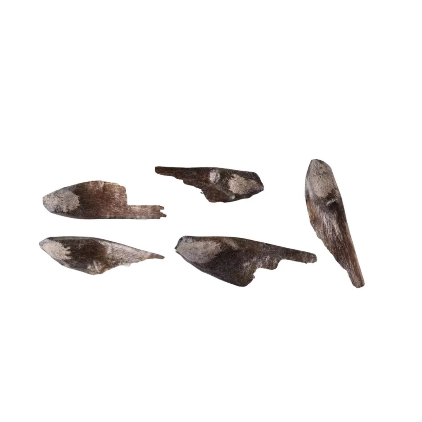 Longleaf Pine Tree Seeds (Pinus palustris)