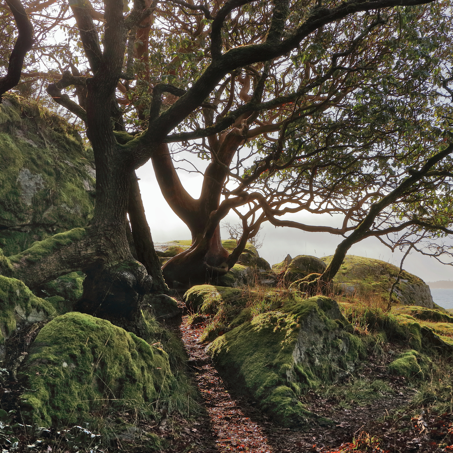 Pacific Madrone Tree Seeds | Madrona | (Arbutus menziesii)