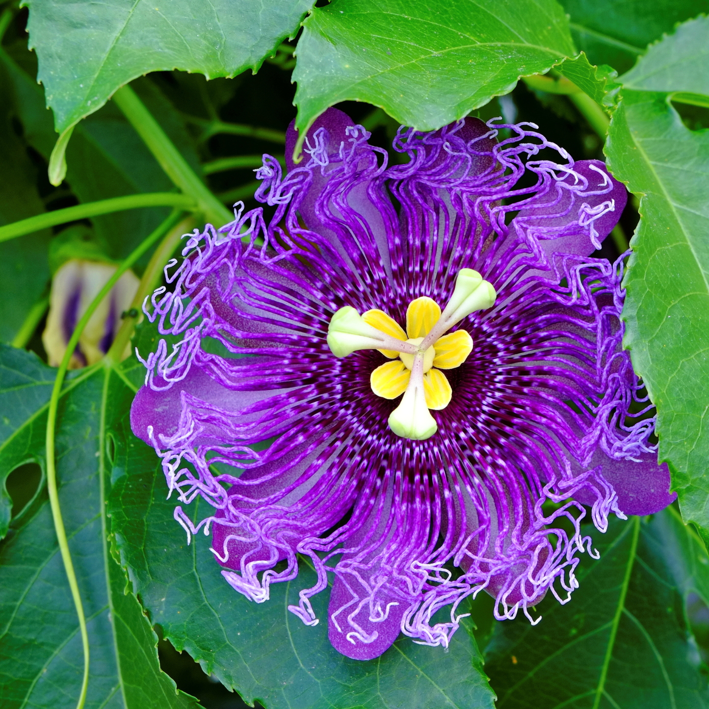Maypop Seeds | Purple Passionflower | (Passiflora incarnata)