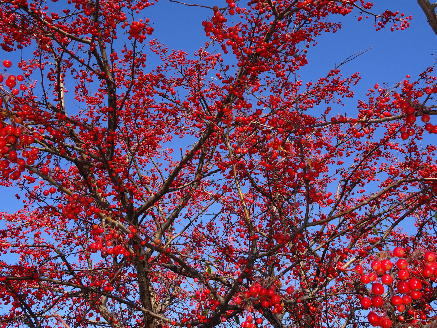 American Mountain Ash Tree Seeds | (Sorbus americana)