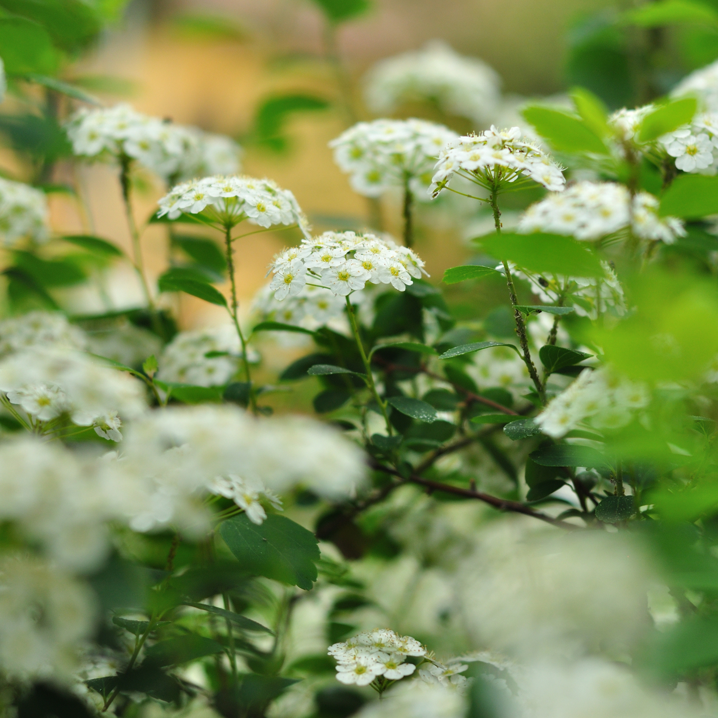 Nannyberry Tree Seeds | Sheepberry | (Viburnum lentago)