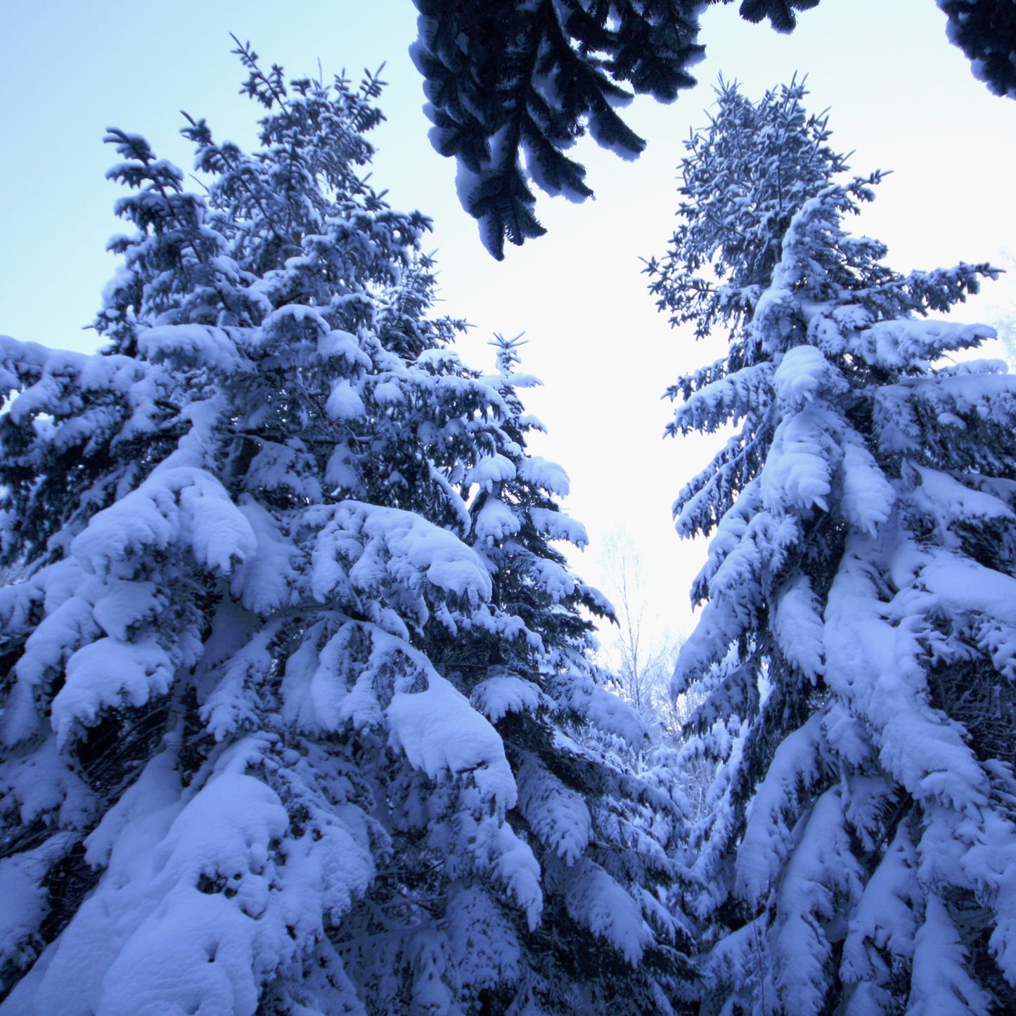 Norway Spruce Tree Seeds- (Picea abies)