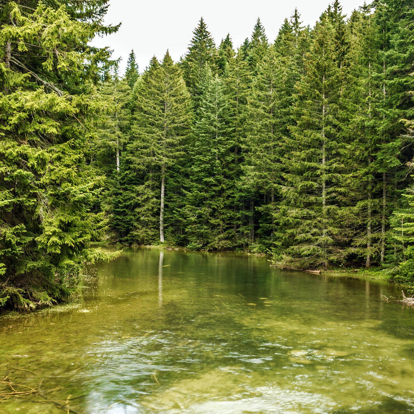 Norway Spruce Tree Seeds- (Picea abies)