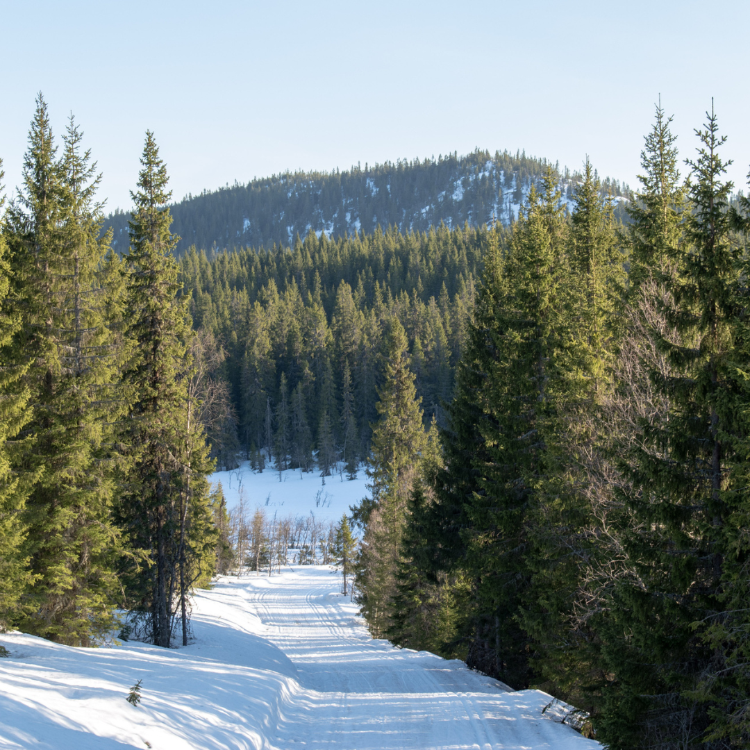Norway Spruce Tree Seeds- (Picea abies)