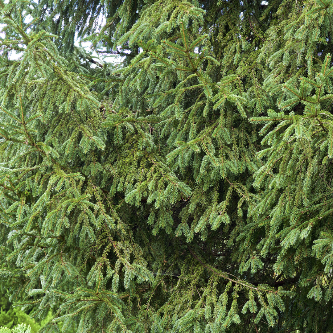 Norway Spruce Tree Seeds- (Picea abies)