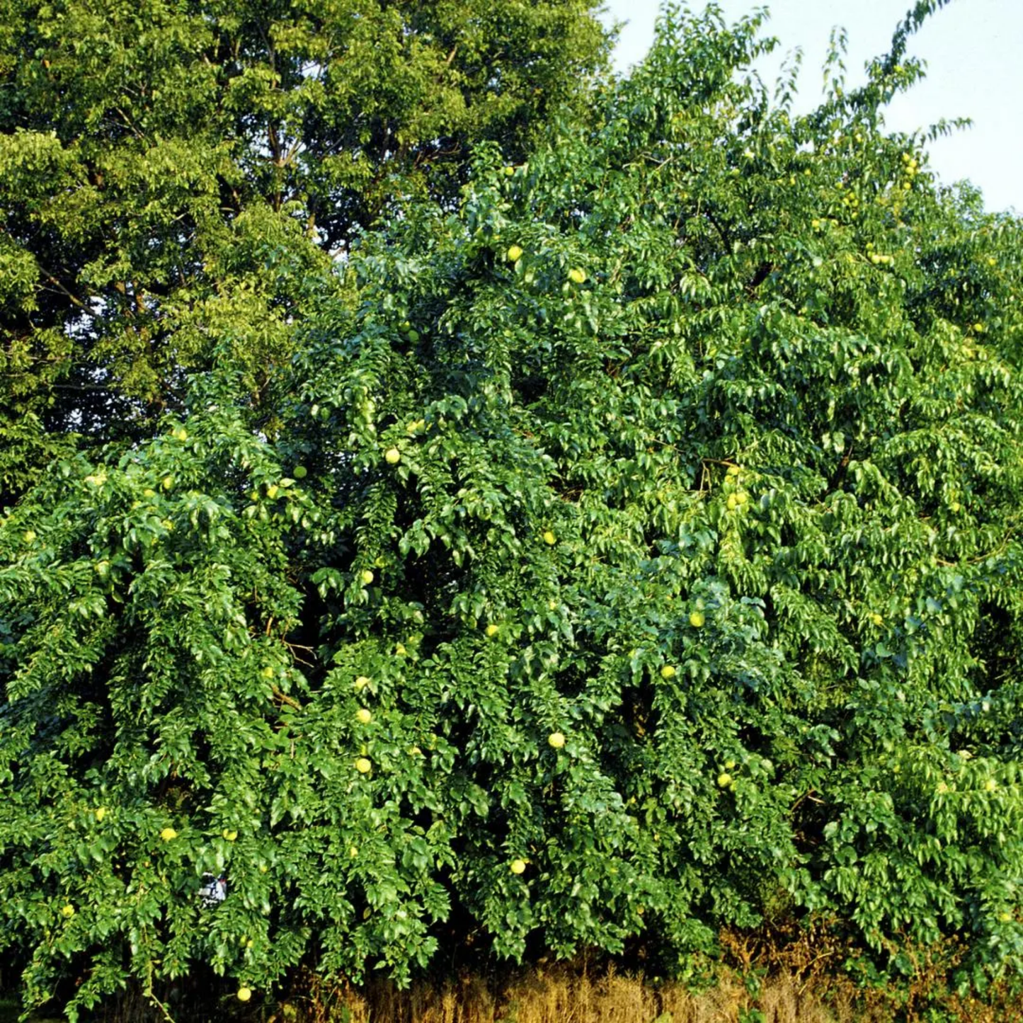 Osage Orange Tree Seeds (Maclura pomifera)