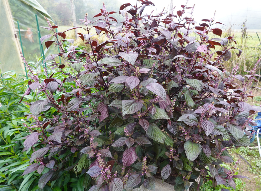 Mature Purple Leaf Perilla plants with flowering stems