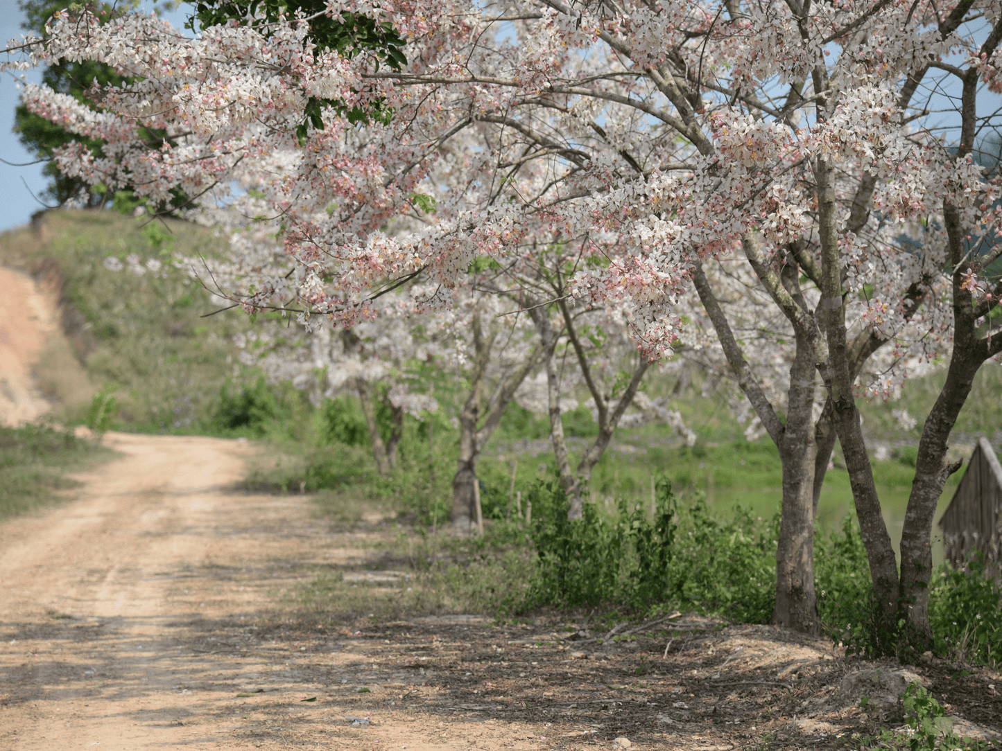 Mature Pink Shower Tree displaying a broad flowering canopy