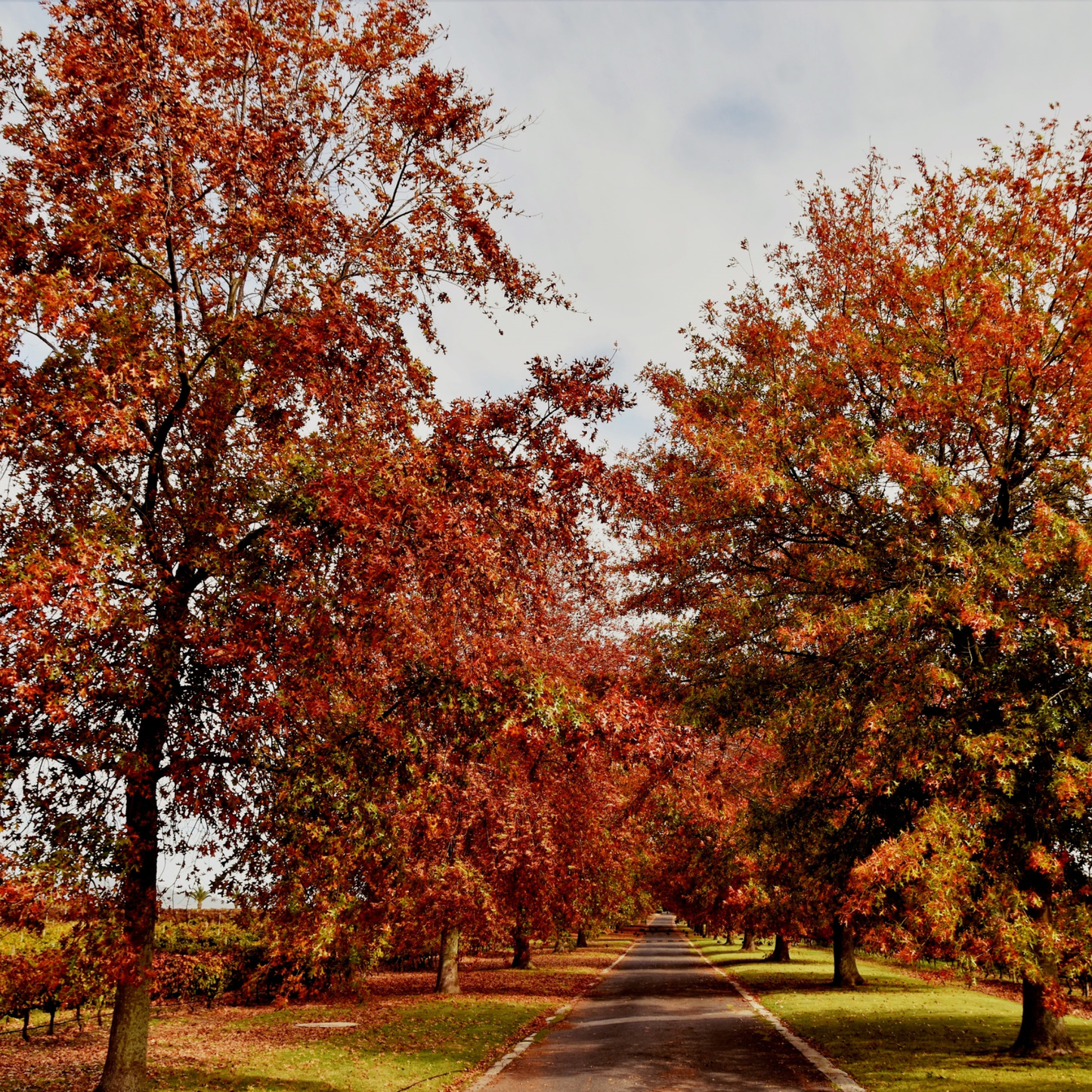 Pin Oak Tree Seeds | Swamp Oak | (Quercus palustris)