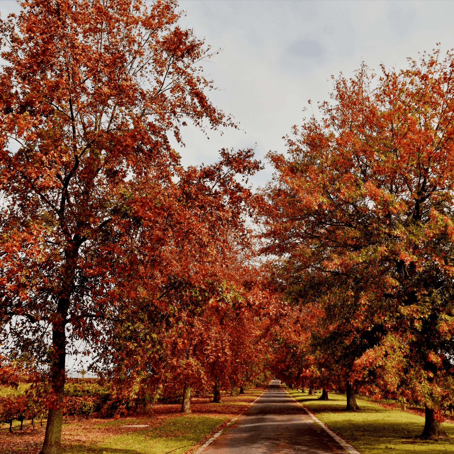 Pin Oak Tree Seeds | Swamp Oak | (Quercus palustris)