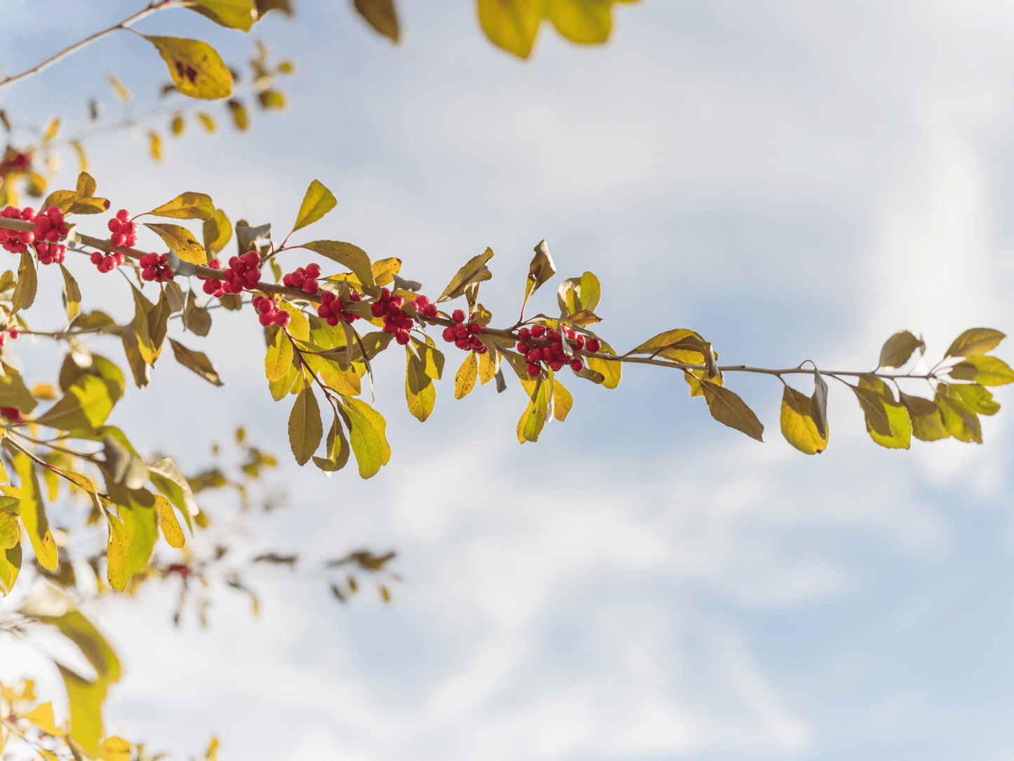 Possumhaw Tree Seeds | Deciduous Holly | (Ilex decidua)