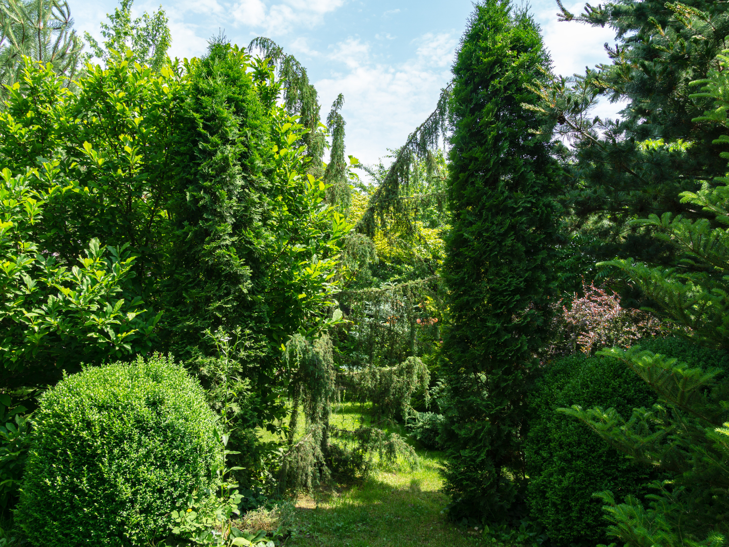 American Arborvitae Tree Seeds | (Thuja occidentalis ‘Pyramidalis’)