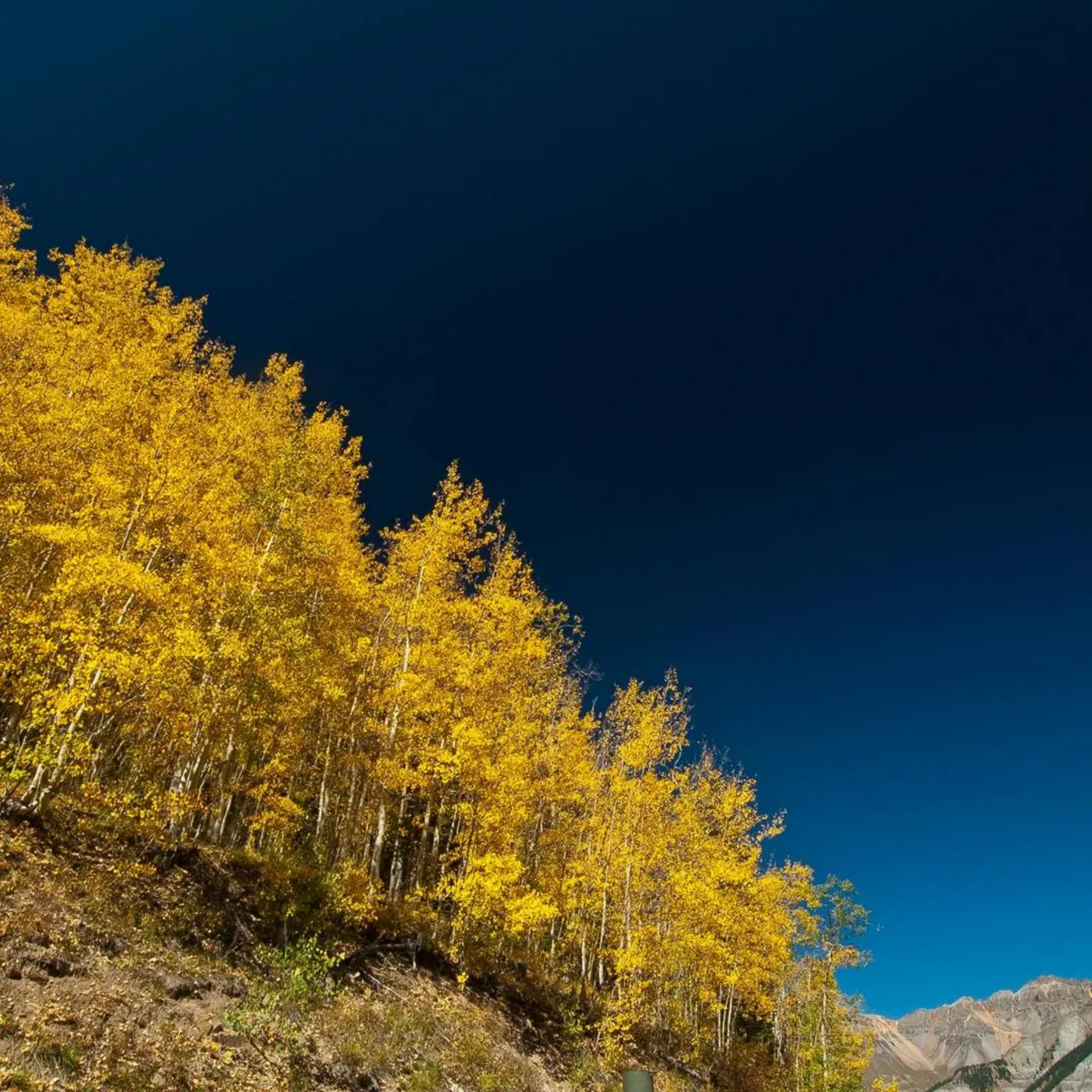 Quaking Aspen Tree Seeds (Populus tremuloides)