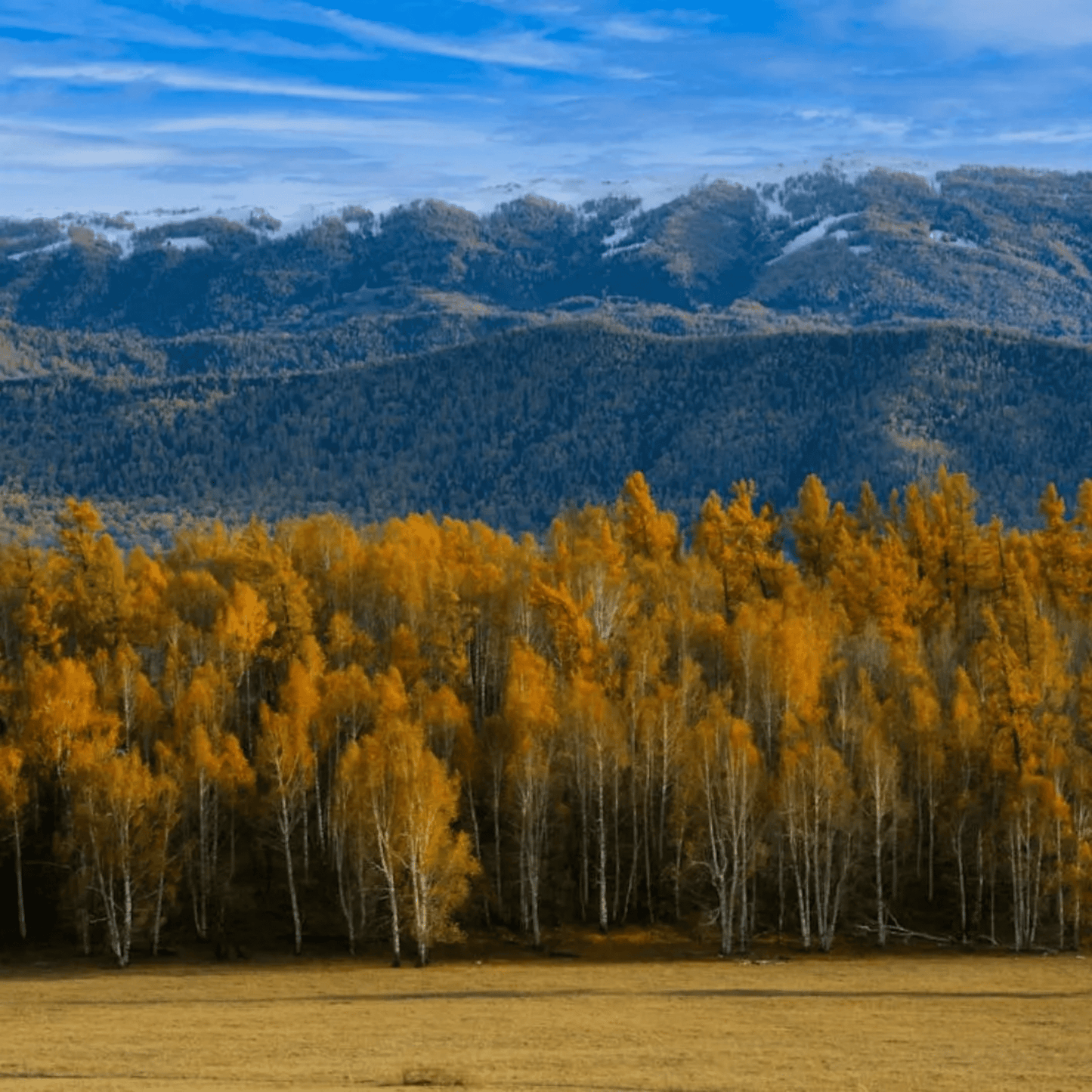 Quaking Aspen Tree Seeds (Populus tremuloides)