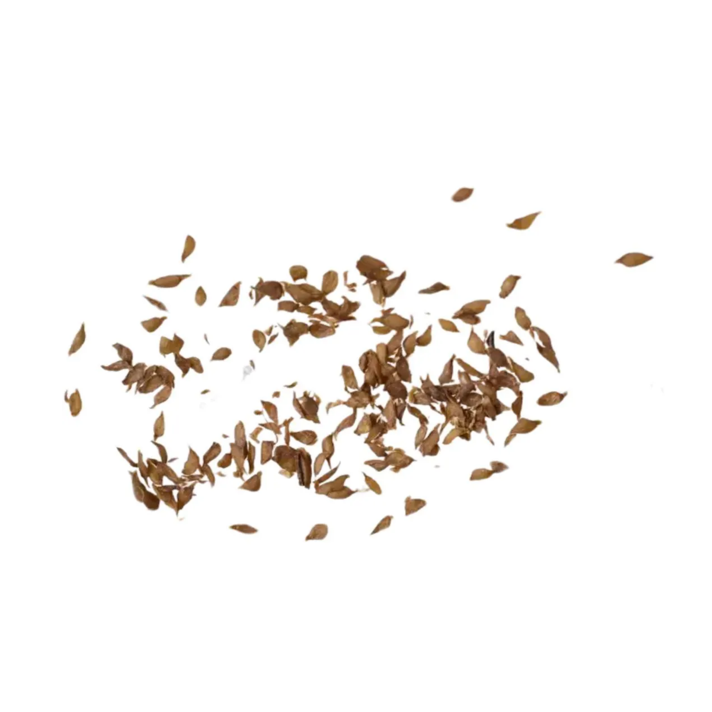 Rainbow Eucalyptus Tree Seeds (Eucalyptus deglupta)