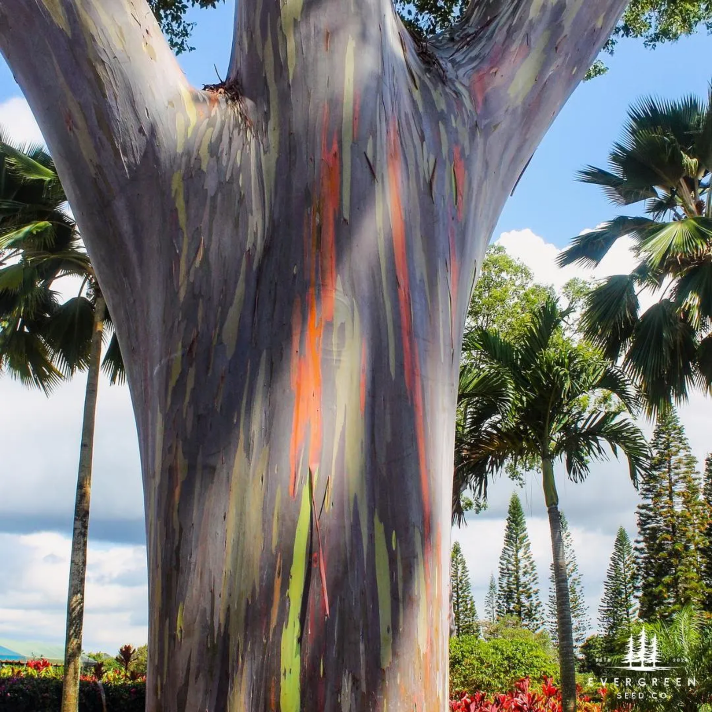 Rainbow Eucalyptus Tree Seeds (Eucalyptus deglupta)