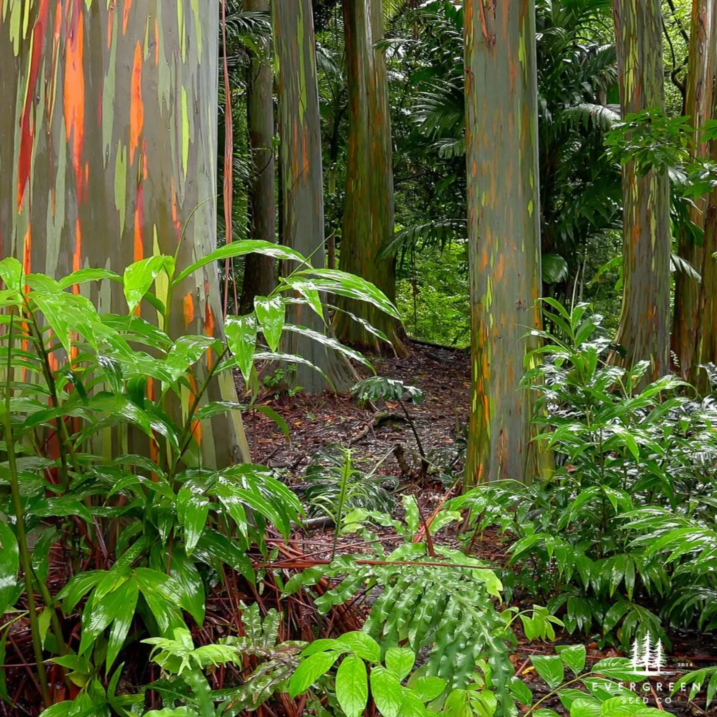 Rainbow Eucalyptus Tree Seeds (Eucalyptus deglupta)