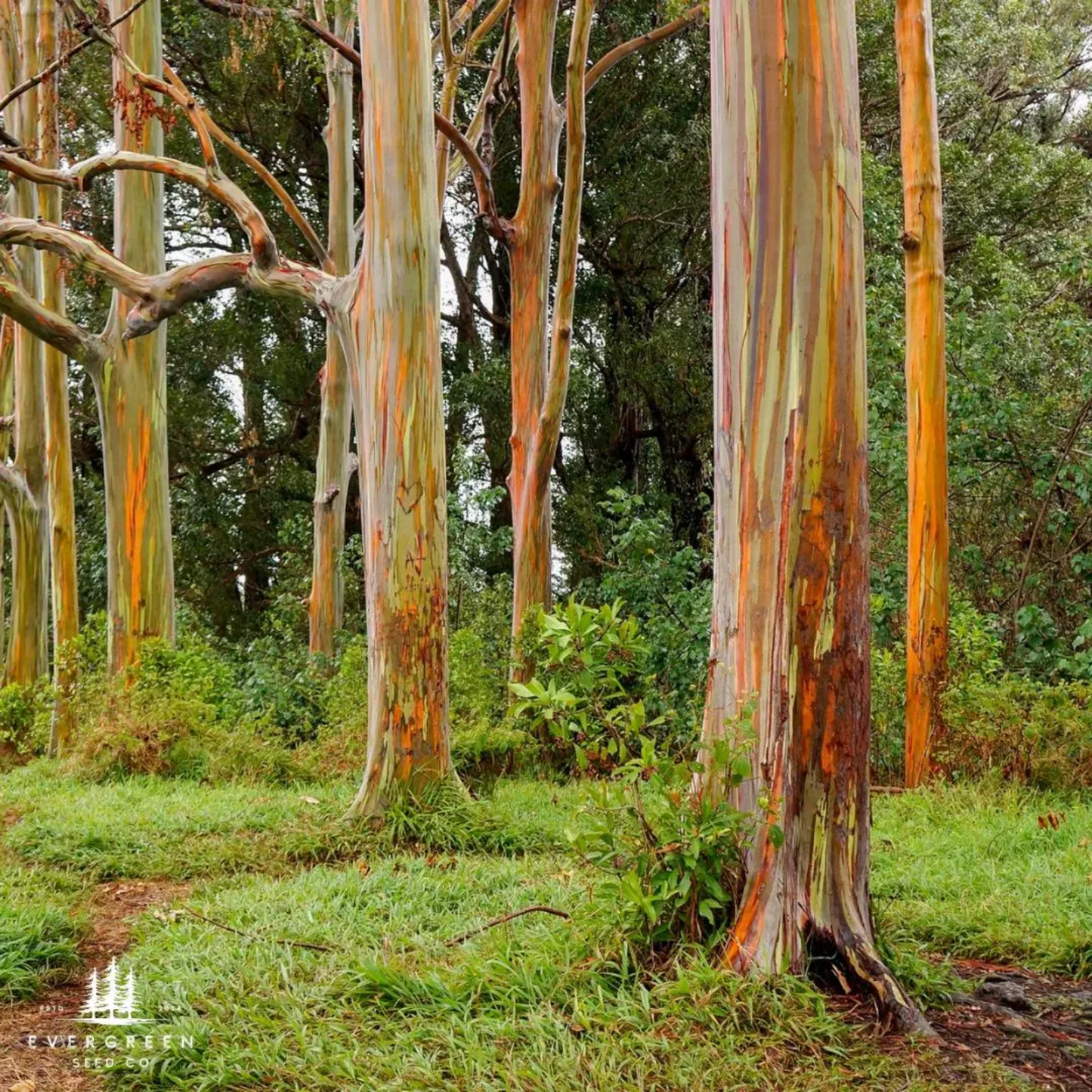 Rainbow Eucalyptus Tree Seeds (Eucalyptus deglupta)