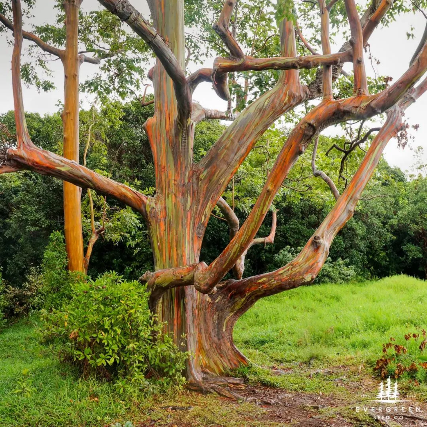 Rainbow Eucalyptus Tree Seeds (Eucalyptus deglupta)
