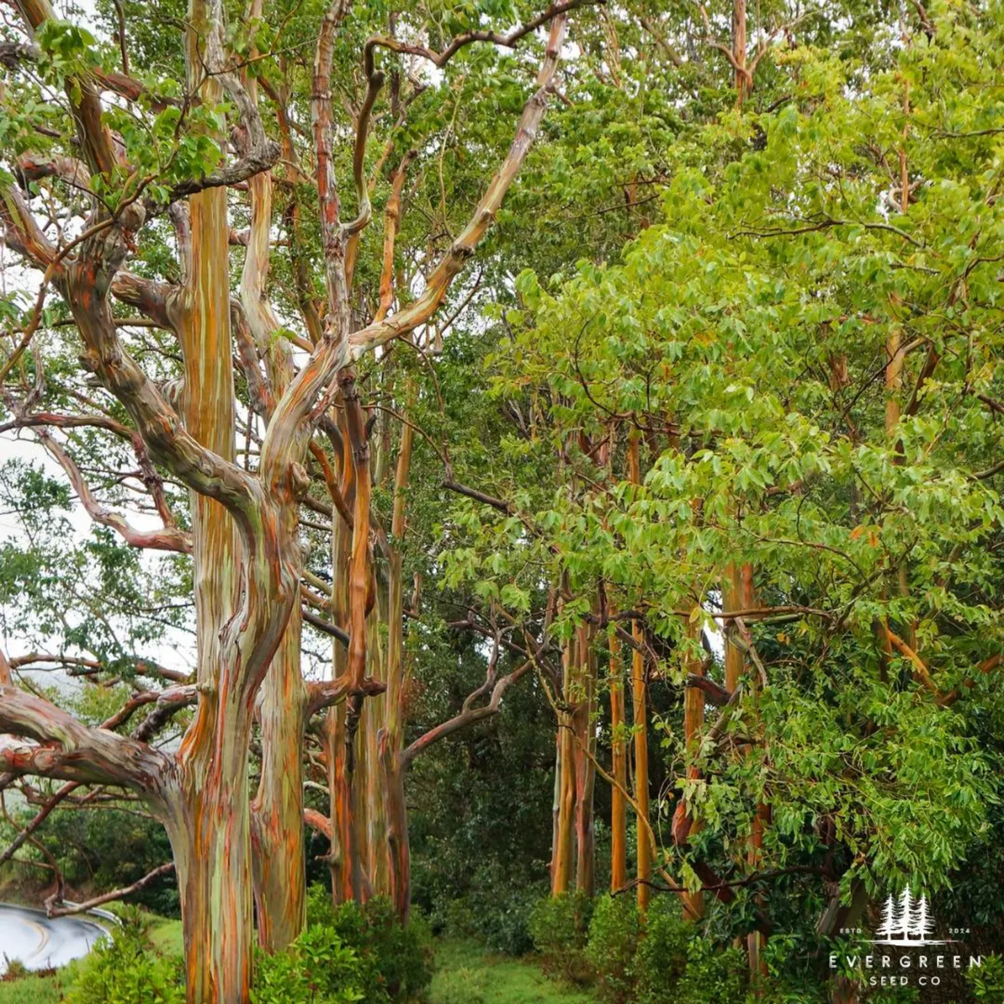 Rainbow Eucalyptus Tree Seeds (Eucalyptus deglupta)