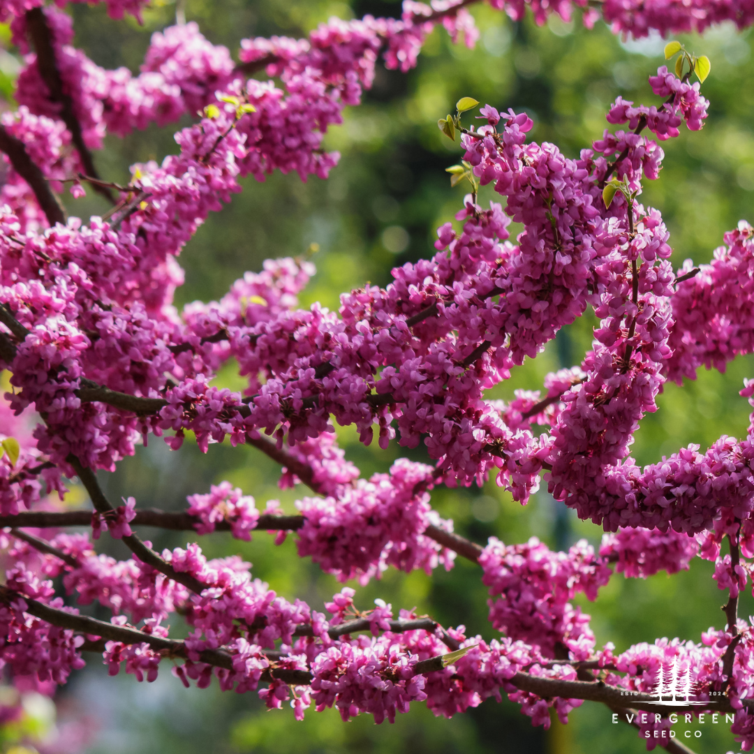 Eastern Redbud Tree Seeds-(Cercis canadensis)