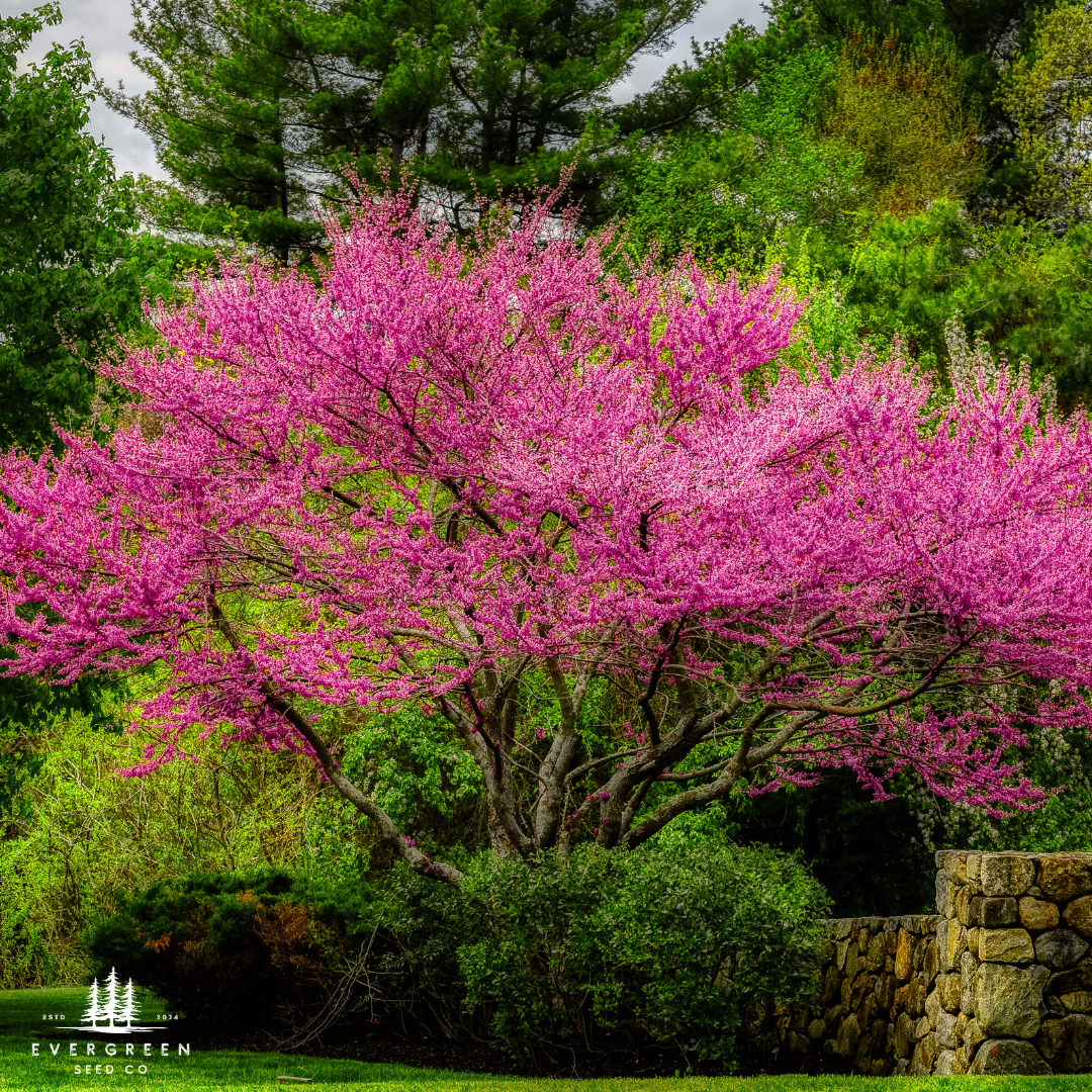 Eastern Redbud Tree Seeds-(Cercis canadensis)