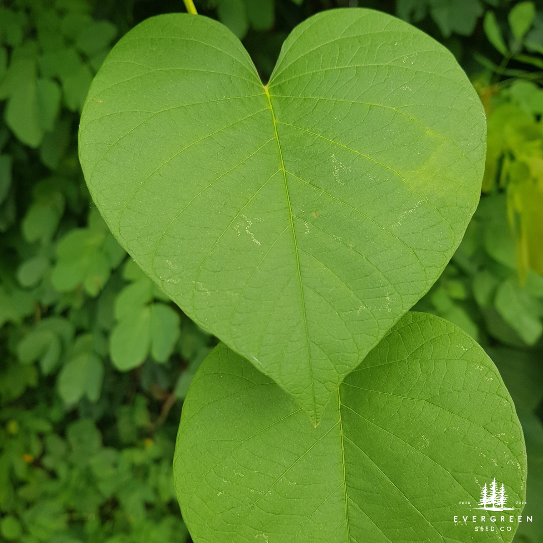 Eastern Redbud Tree Seeds-(Cercis canadensis)