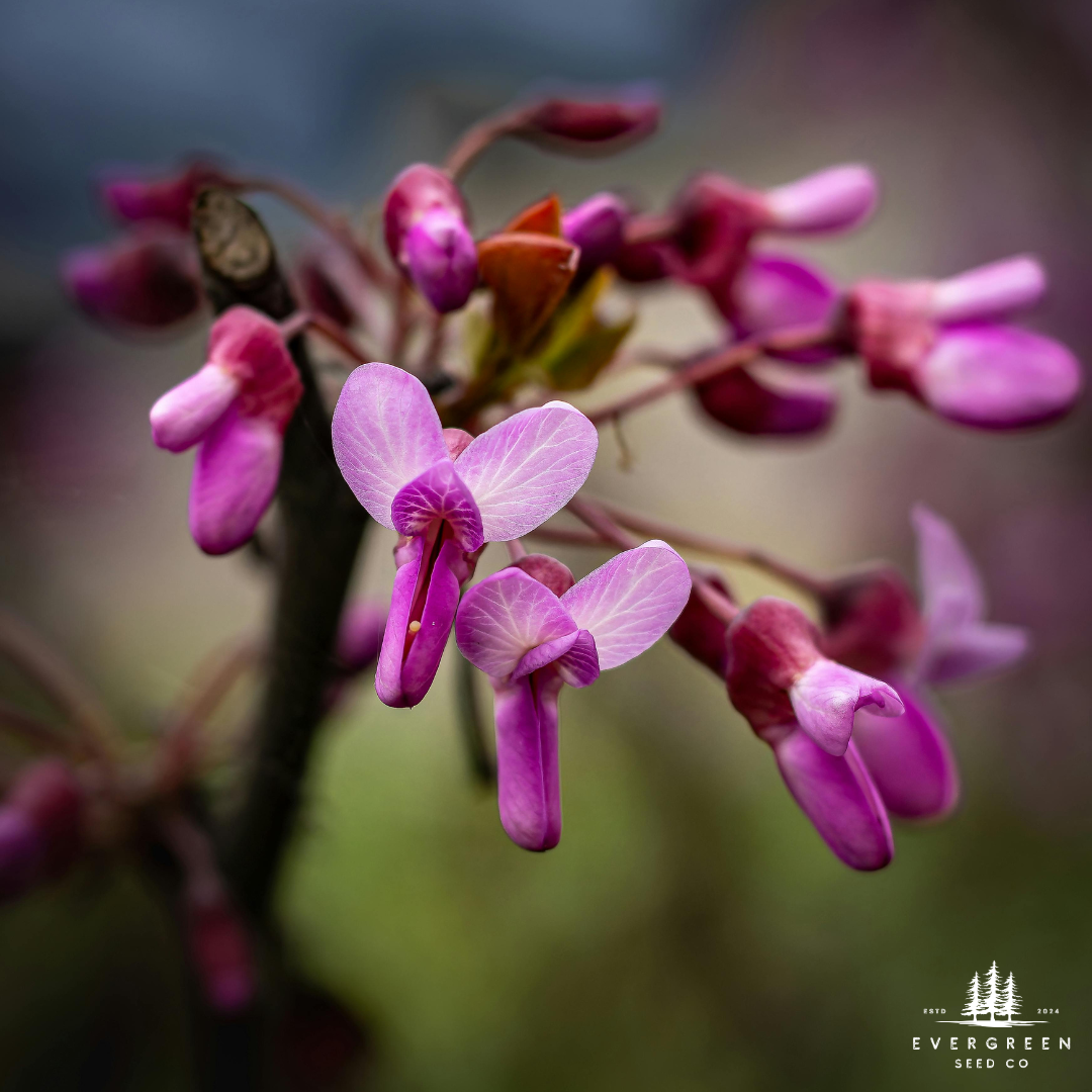 Eastern Redbud Tree Seeds-(Cercis canadensis)
